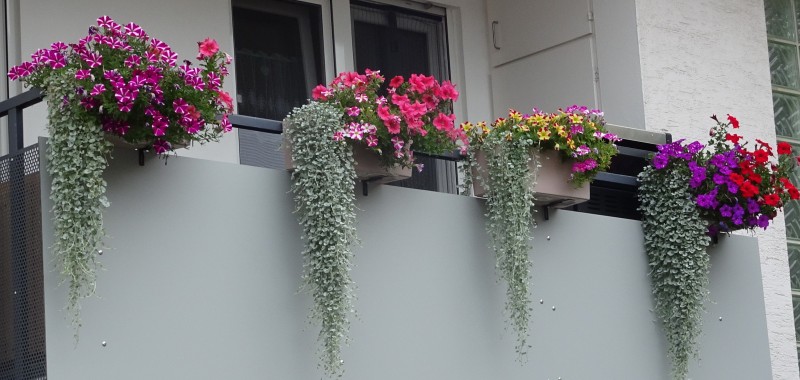 Blumenschmuck 2025 Beispiel 01 B800